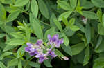 Blue wild indigo